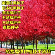 秋枫树种子价格报价行情 京东