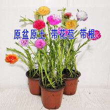 太阳花盆栽价格报价行情 京东