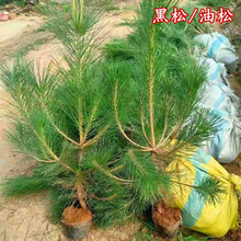 油松树苗价格报价行情 京东 油松树苗价格报价行情 京东