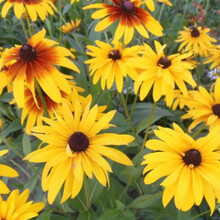 花坛草花价格报价行情 京东