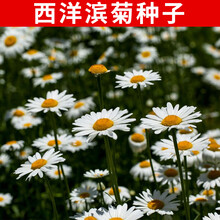 西洋滨菊种子价格报价行情 京东 西洋滨菊种子价格报价行情 京东