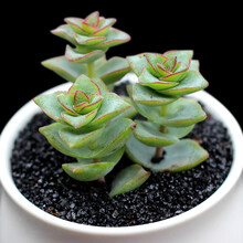 十字星多肉型号规格 京东 十字星多肉型号规格 京东