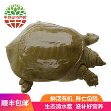 母王八价格报价行情 京东