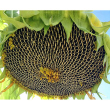 现摘葵花籽价格报价行情 京东