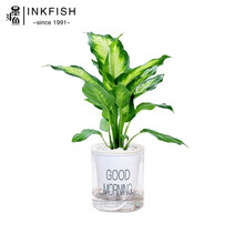 水养万年青图片 京东