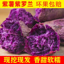 紫山芋图片 京东