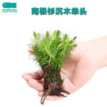 南极杉水草新款 南极杉水草年新款 京东 南极杉水草新款 南极杉水草年新款 京东