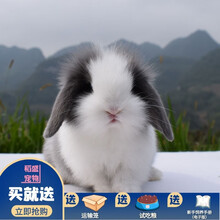 灰色宠物兔价格报价行情 京东