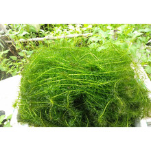 净水水草价格报价行情 京东