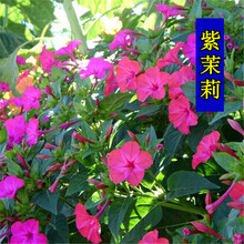 夏季花种新款 夏季花种21年新款 京东