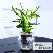 万年青植物新款 万年青植物21年新款 京东