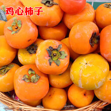 无核鸡心柿苗品牌及商品 京东 无核鸡心柿苗品牌及商品 京东