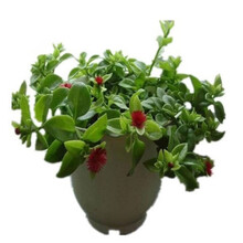 樱花吊兰新款 樱花吊兰21年新款 京东 樱花吊兰新款 樱花吊兰21年新款 京东