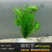 水草杯子新款 水草杯子21年新款 京东