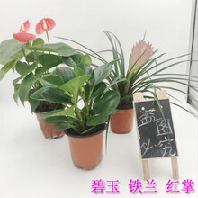 紫花凤梨新款 紫花凤梨21年新款 京东 紫花凤梨新款 紫花凤梨21年新款 京东