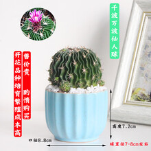 多肉植物彩砂品牌及商品 京东