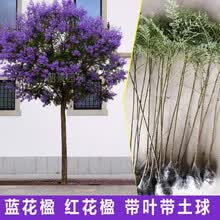 蓝花楹苗价格报价行情 京东