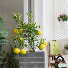 红心柚种植价格报价行情 京东