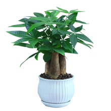 金玉满堂植物价格报价行情 京东