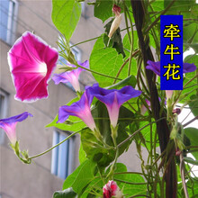 夏季花种新款 夏季花种21年新款 京东