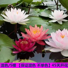 睡莲系列新款 睡莲系列21年新款 京东