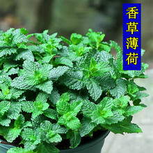 夏季花种子新款 夏季花种子21年新款 京东