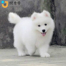 狐狸狗价格报价行情 京东