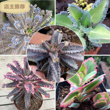 大叶落地生根型号规格 京东