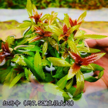红雨伞水草新款 红雨伞水草年新款 京东 红雨伞水草新款 红雨伞水草年新款 京东