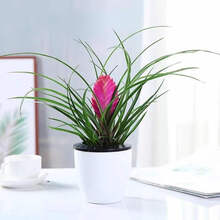 紫花凤梨新款 紫花凤梨21年新款 京东