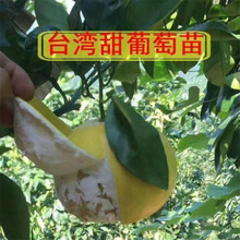 甜葡萄柚树苗新款 甜葡萄柚树苗21年新款 京东
