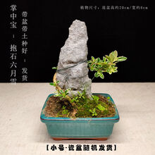 抱石小盆栽新款 抱石小盆栽21年新款 京东