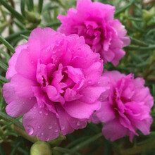 五瓣粉色花型号规格 京东