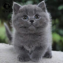 蓝白英短价格报价行情 京东