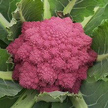 种子花椰菜品牌及商品 京东