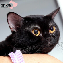 宠物黑猫价格报价行情 京东