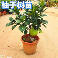 柚子苗新款 柚子苗21年新款 京东
