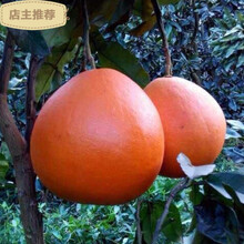 管溪蜜柚苗价格报价行情 京东 管溪蜜柚苗价格报价行情 京东