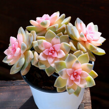 多肉植物种类名称新款 多肉植物种类名称21年新款 京东