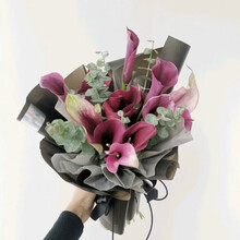 海芋马蹄莲价格报价行情 京东