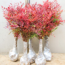 南天竹苗品牌及商品 京东