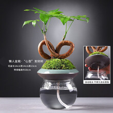 心形绿植型号规格 京东