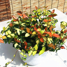 花坛植物新款 花坛植物21年新款 京东