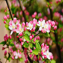 北美海棠品种价格报价行情 京东