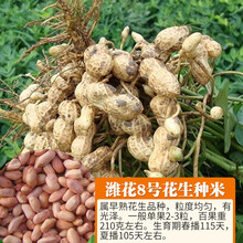多肉植物种子发芽品牌及商品 京东