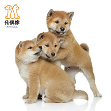 纯种柴犬价格报价行情 京东 纯种柴犬价格报价行情 京东