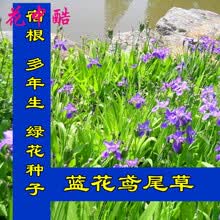 鸢尾花种子价格报价行情 京东