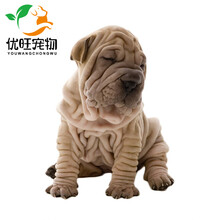 沙皮宠物狗价格报价行情 京东