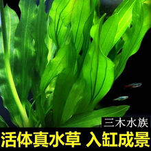 固定水草新款 固定水草21年新款 京东 固定水草新款 固定水草21年新款 京东