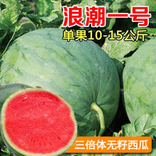 家庭菜园种子价格报价行情 京东